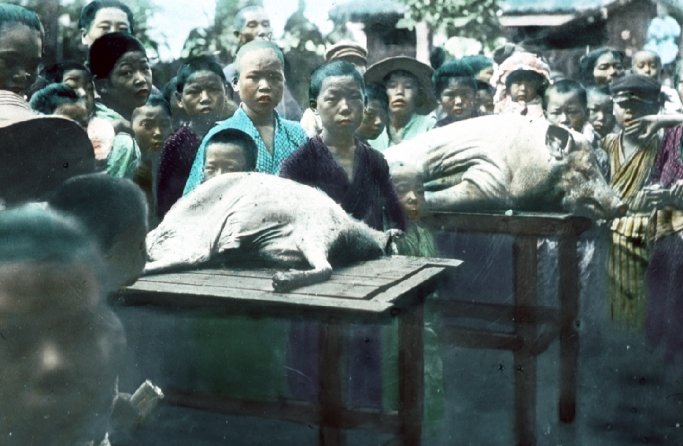Sacrificial offerings - goat and pig