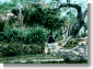 Woman woshiping under sacred Tree